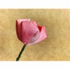 ちりめん細工キット お供え花