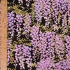 和柄コットン生地 しだれ藤(黒) 10cm単位 切り売り