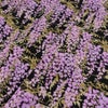 和柄コットン生地 しだれ藤(黒) 10cm単位 切り売り